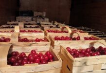 Loteryjna sprzedaż wiśni w ostatnich dniach
