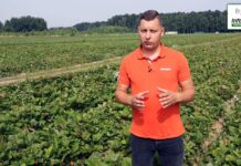 Zalecenia w uprawie truskawek w okresie pozbiorczym – komunikat jagodowy Agrosimex 14.07.2021