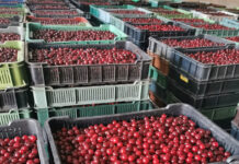 W interesie sadowników jest wstrzymanie dostaw wiśni