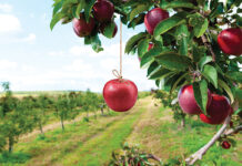 Innowacje w sadownictwie, czyli jak poradzić sobie z przedzbiorczym opadaniem owoców
