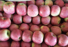 Jak kształtują się pierwsze oferty kupna tegorocznych jabłek?