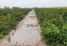 Trudna sytuacja na zalanych plantacjach malin na Lubelszczyźnie