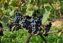 Uprawa winorośli - winoogrodnictwo