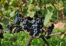 „Winogrodnictwo” – książkowy „must have” dla każdego