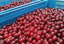 Ułamek ceny mrożonych wiśni trafił do sadowników