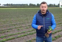 Tomasz Domański - Agrosimex