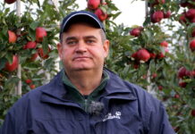 Zbiory jabłek 2021 w sadzie Mariusza Pagacza w Białej Rządowej