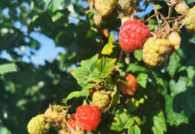 Producentów owoców na Ukrainie czeka niezwykle trudny sezon