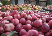 Dlaczego sadownicy nie chcą kontraktować jabłek przemysłowych?