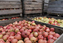 Dlaczego przetwórnie obniżyły ceny jabłek przemysłowych?