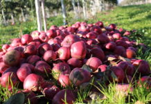 Ekstremalna susza zmusza do sprzedaży jabłek do przetwórstwa
