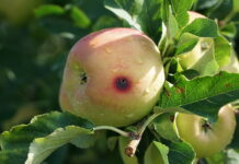 Nicienie, czyli zwalczanie owocówki jabłkóweczki po zbiorach jabłek, 07.10.2021