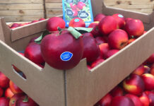 Polskie jabłka Crimson Crisp w marketach – należy się pochwała