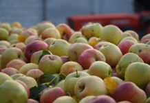 Eksport koncentratu jabłkowego do USA wzrósł o 230%