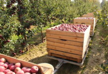 Ile jabłek zjemy i zbierzemy w Unii Europejskiej za 10 lat?