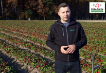 Jak przygotować plantację truskawek do zimy? – komunikat jagodowy Agrosimex, 29.10.2021