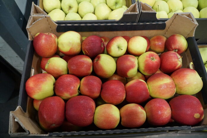 ceny jabłęk w grupach producenckich