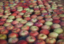 ceny jabłek 2021