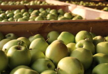 Ile za jabłka oczekują sadownicy?