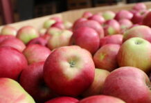 Jabłka na obieranie nie drożeją tak, jak życzyliby sobie producenci