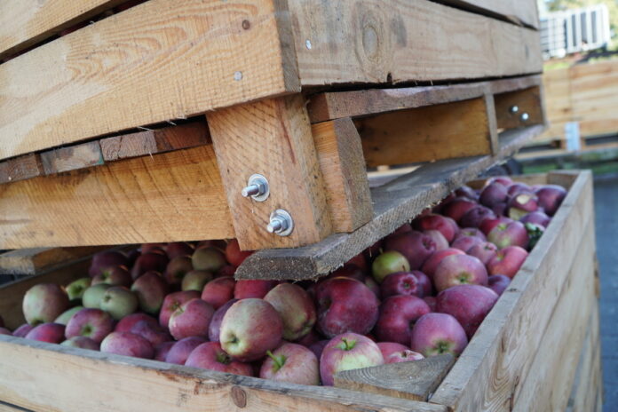 przetwórstwo jabłek