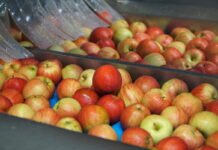 W listopadzie wyeksportowaliśmy mniej jabłek. Zdobywamy jednak nowe rynki