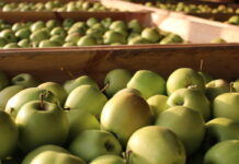 golden delicious