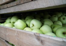 Włoskie zapasy jabłek i problemy ze sprzedażą Goldena