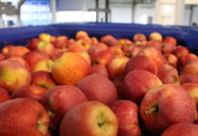 WAPA – w chłodniach więcej jabłek, mniej gruszek