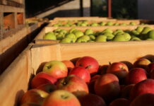 Jak kształtują się hurtowe ceny jabłek w Rosji?