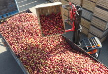 Jabłka przemysłowe osiągnęły cenę 0,50 zł/kg