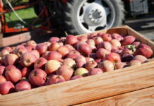 Do mołdawskich przetwórni trafiają bardzo małe ilości jabłek przemysłowych