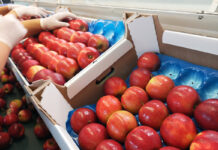 Francja, Holandia, Wielka Brytania – MRiRW przesłało dane o eksporcie jabłek