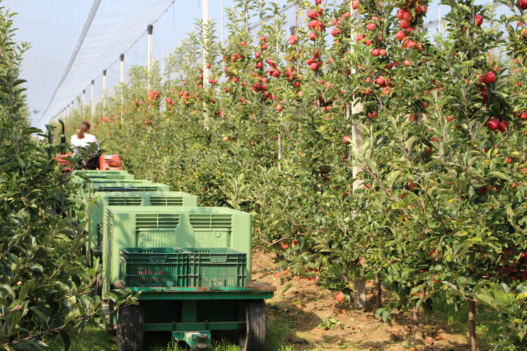 Jak zwiększyć wydajność zbioru jabłek?