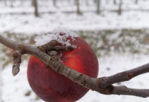 Badania na pozostałości środków ochrony w jabłkach i gruszkach – mamy czym się pochwalić [Video]