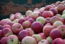 Stabilizacja rynku jabłek przemysłowych