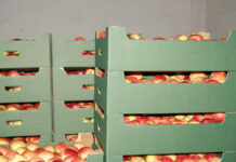 jabłka w kartonach