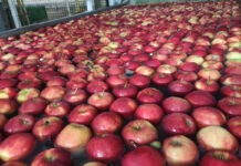 Ceny jabłek w grupach producenckich – 7 grudnia 2021