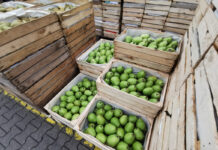 Wieści z Białorusi to błyskawiczny wzrost cen gruszek w Beneluksie