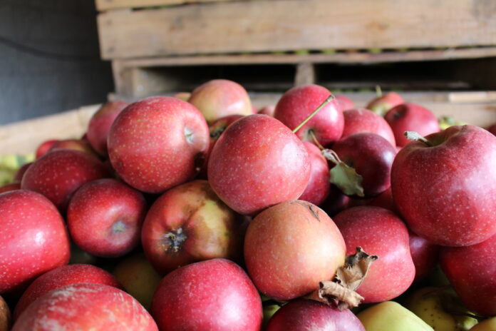 ceny jabłek przemysłwoych