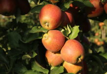 Zapraszamy na webinar „Sezon 2022 a sady jabłoniowe, czego można się spodziewać?”