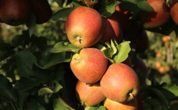 jablka w sadzie
