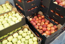 ceny jabłek w marketach
