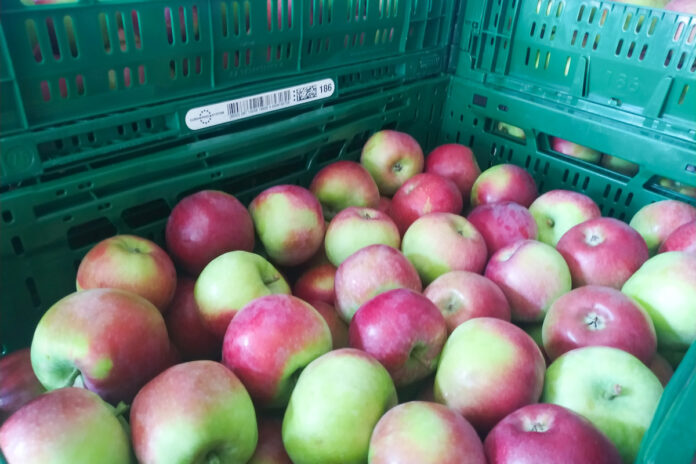 jabłka eksport