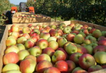 Koszt produkcji kilograma jabłek w 2022 roku znacząco wzrośnie