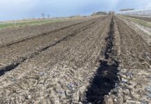 Czy nawożeniem organicznym można zastąpić nawozy mineralne w uprawach jagodowych?