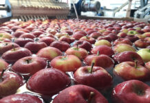 Od początku handlu tegorocznymi jabłkami wzrosły marże pośredników