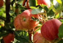 „Sezon 2022 a sady jabłoniowe, czego można się spodziewać?” – już jutro!