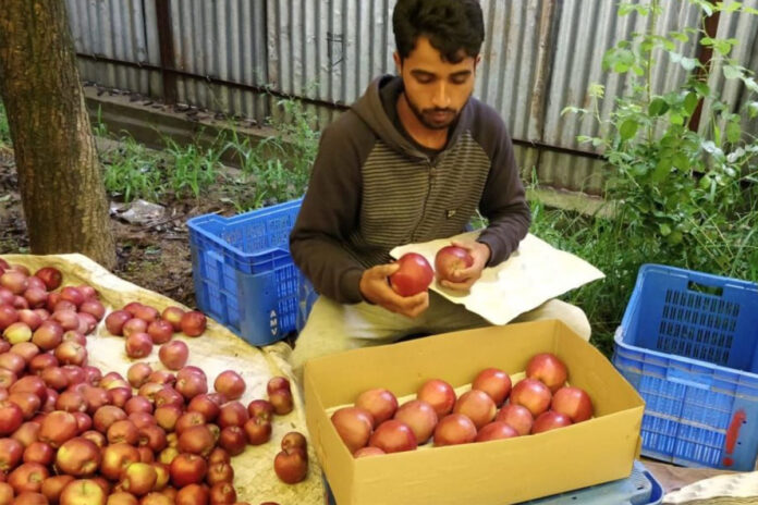 Hindus jabłka