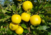 Żółte jabłka – kolejna nisza na rynku